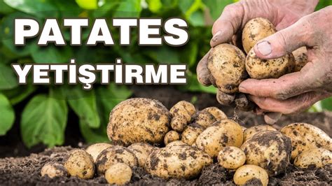 patates nasıl ekilir bahçede